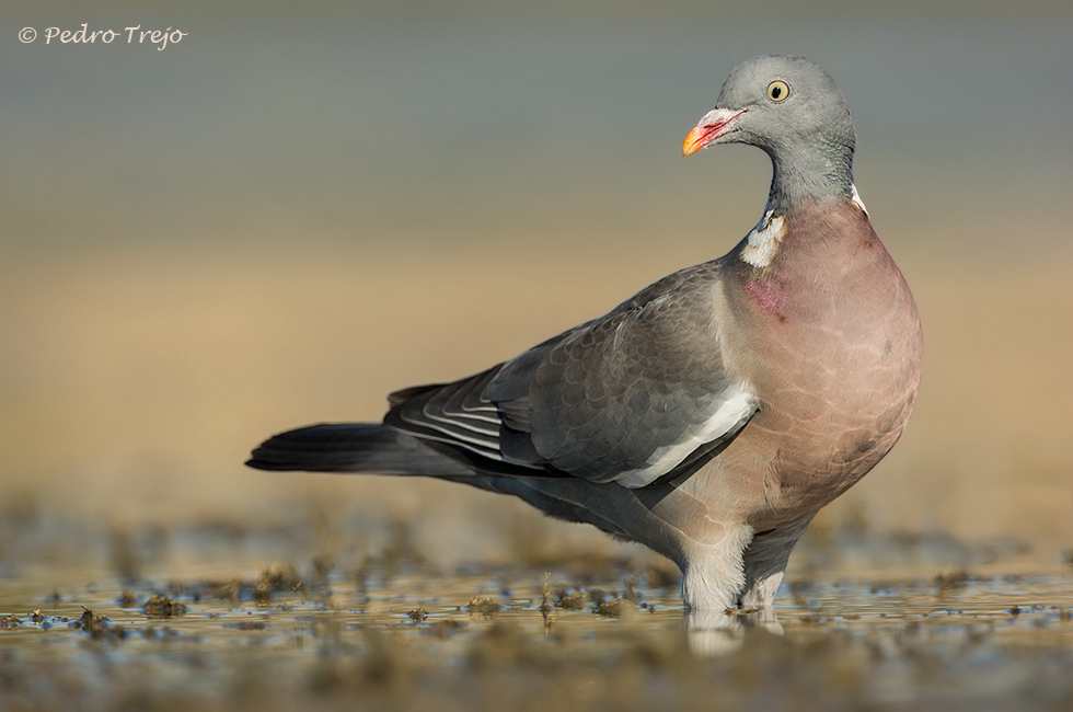 Paloma torcaz ( Columba palumbus)